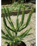 Cryptomeria Japonica ’Dinger’ хвоя